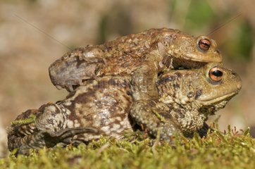 Common toads mating Ile-de-France