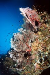 Rote Meer Fans mit weißen Polypen Maluku Sea Indonesien