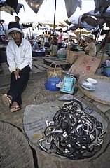 Verkäufer von Schlangen von Damm Daek Kampuchea weg
