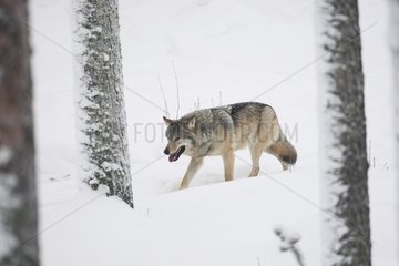 Gemeinsamer grauer Wolf im Schnee im Winter Finnland