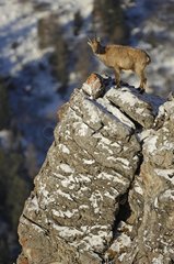 Female Ibex on a cliff Maurienne Savoie France