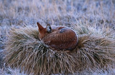Frost-covered Simian jackal sleeping. Ethiopia