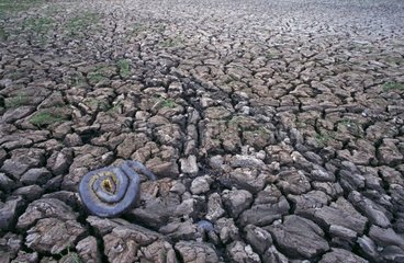 Anaconda dying on cracked mud in dry season Venezuela