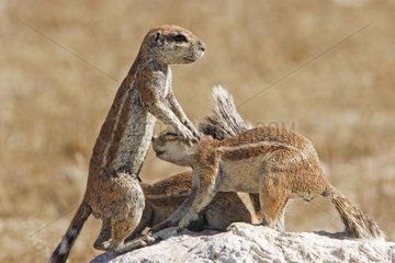 South African ground squirrels on a mound Etosha NP