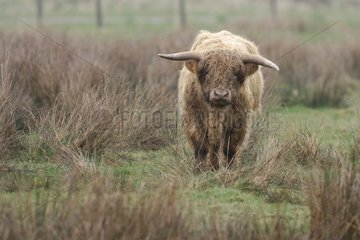 Highland cow in a meadow Netherlands
