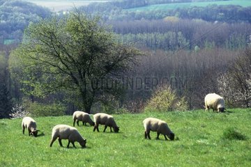 Moutons paissant au pré