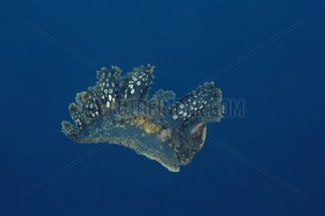 Hooded Nudibranch swimming to escape danger Bali Indonesia