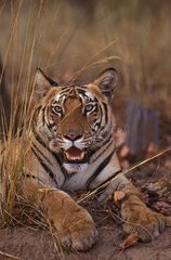 Tigre du Bengale grognant PN Bandhavgarh Inde