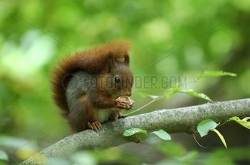 Roux-Eichhörnchen auf einem Zweig in Ile-de-France