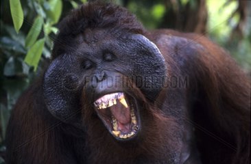 Portrait d'Orang-outan bouche ouverte Indonésie