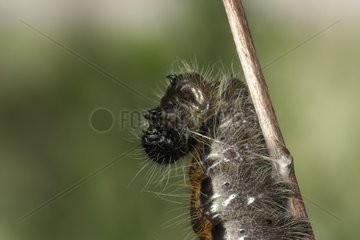 Caterpillar of black veined White making a stilk belt France