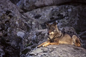 Iberain wolf lying on a rock Spain