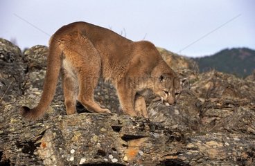 Mountain lion searching for on rocks Montana USA