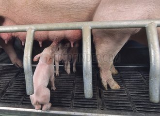 Large White piglet sucking their mother in containment cage