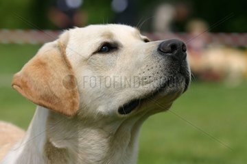 Portrait of Labrador Retriever white in a garden