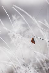 Zweige mit Eis Aubrac France bedeckt