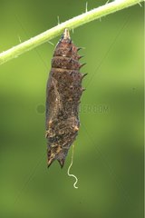 Chrysalis dead during its transformation France