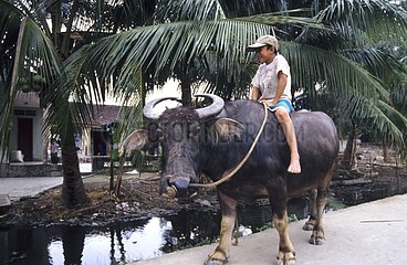 Kind und seine Büffelinsel von Ha nam viêt nam