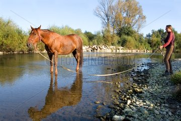 Pferd  der im Fluss sehnt