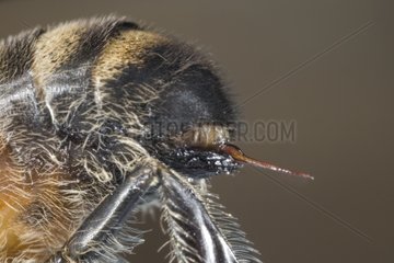 Bienenstinger in Nahaufnahme Frankreichs