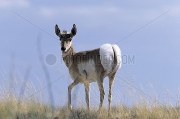 Antilope im Versteinerwald -Nationalpark USA