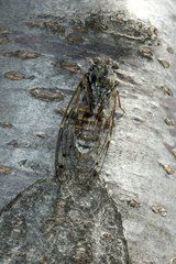 Gray cicada on a tree trunk the Cevennes