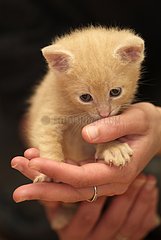 Red kitten carryied in hands
