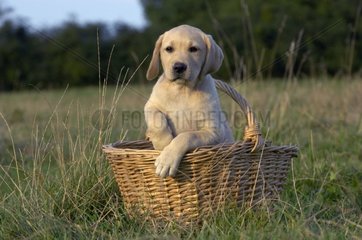 3 month old young Labrador in a basket