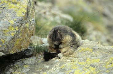 Alpiner Marmot  der seine Pflege im Frühling PN Mercantour macht
