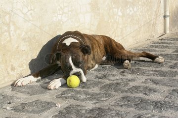 Boxer jouant avec une balle de tennis