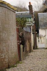 Katze springt über ein Tor in einer Gasse Yport Frankreich