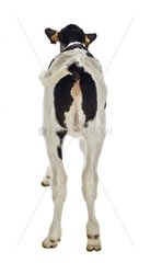 Holstein calf in studio