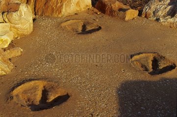 Traces de Dinosaure moulées dans du ciment WA Australie