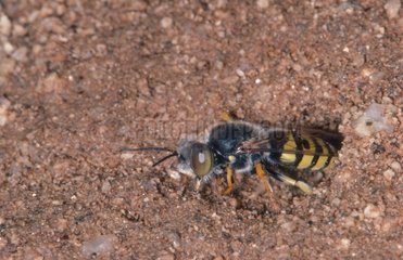 Wasp closing its nest in the ground