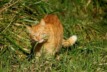 2 Jahre alt und 1/2 europäische Katze isst Gras