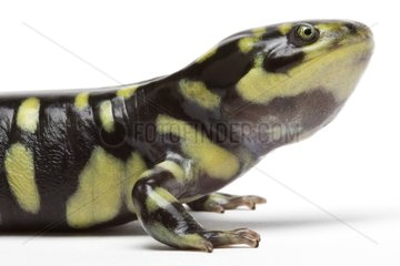 Portrait of a Tiger salamander in studio