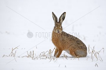European hare sitting in a snowy meadow Great Britain