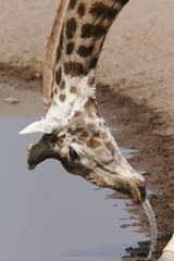 Giraffe drinking National park of Etosha Namibia