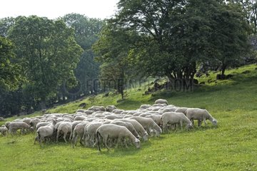 Herd of sheep grazing in spring Ardèche France