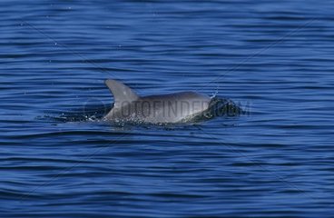 Grand dauphin nageant en surface pour respirer Australie
