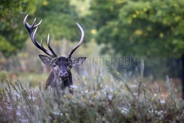 Male Red deer with asymmetrical antlers France