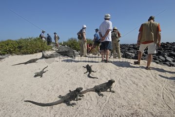 Marine Iguanas and tourists Isabela Island Galapagos