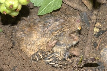 European water vole going out of its burrow France