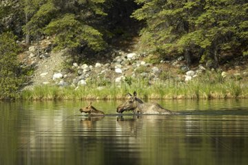 Female Elk and its small swimming in a river Denali NP