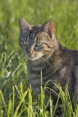 Katzenporträt im Gras