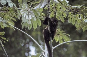 Black-headed Spider Monkey on a tree Panama