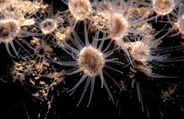 Polyps of a sea anemone