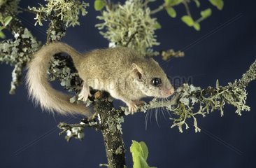 Woodland dormouse on a branch