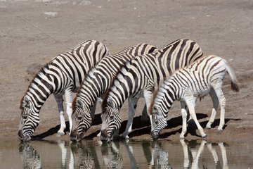 Burchell's zebras drinking at a watering place Namibia