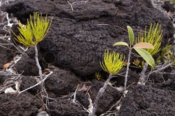 Pushing Bergbau Maquis in Neukaledonien drücken
